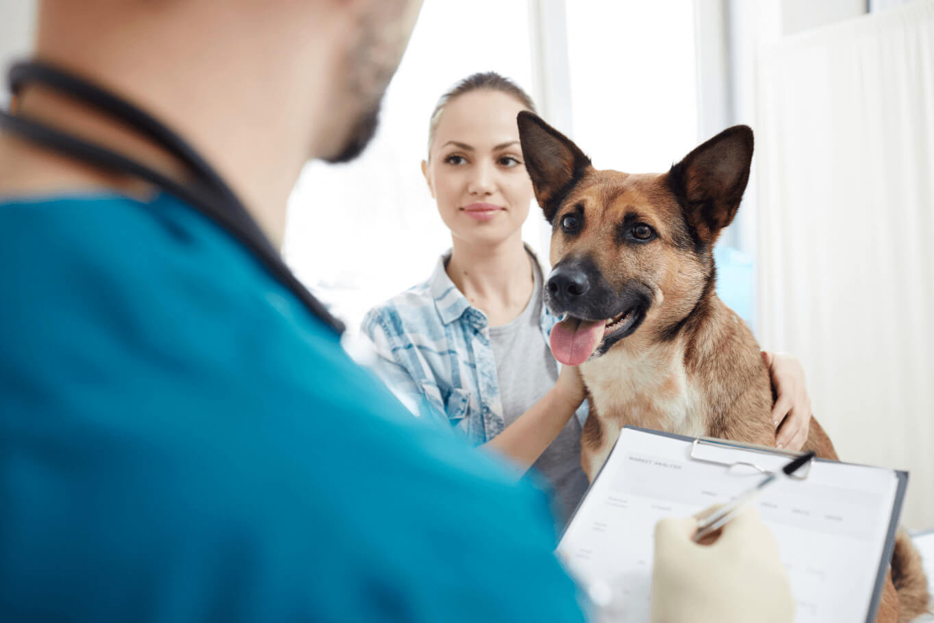 dog at vet
